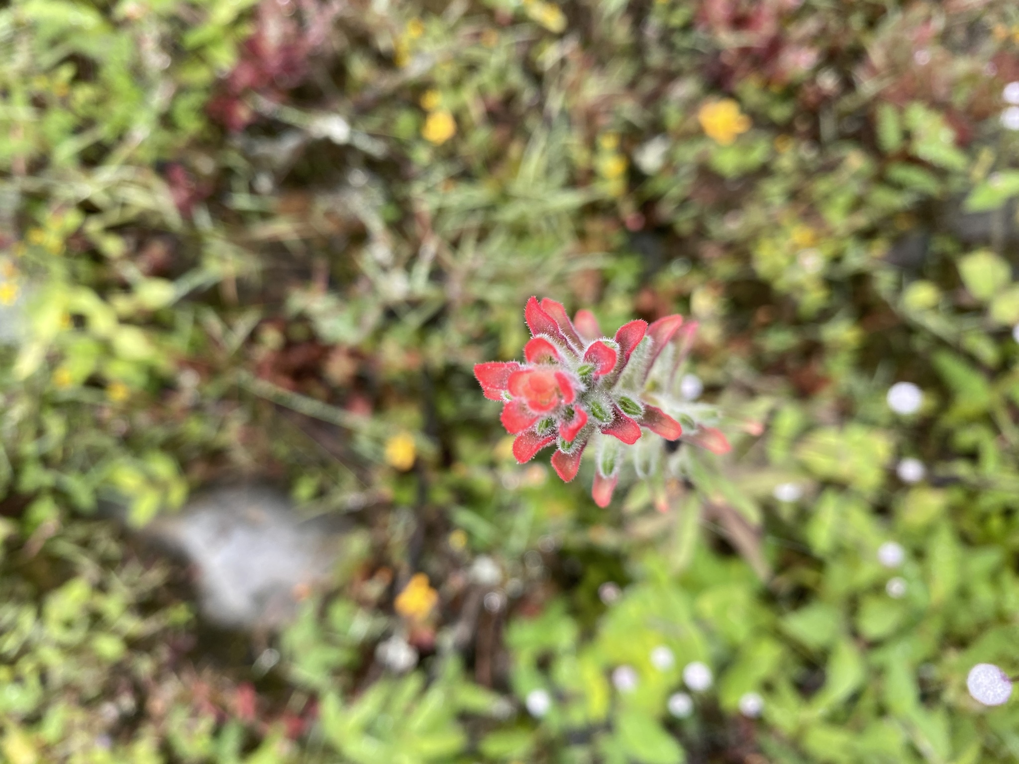 Castilleja arvensis image