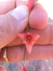 Gladiolus woodii