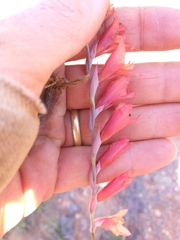 Gladiolus woodii