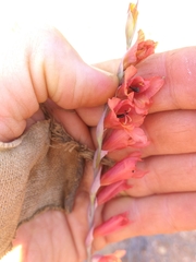Gladiolus woodii