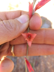 Gladiolus woodii