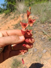 Gladiolus woodii