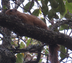 Heliosciurus mutabilis