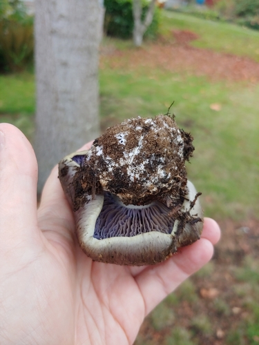 Cortinarius glaucocephalus image