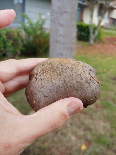 Cortinarius glaucocephalus image