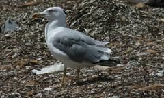 Larus michahellis