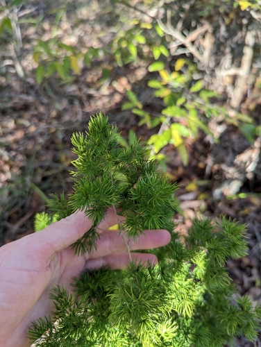 Image of Ming Asparagus by (c) ainsley_isme, some rights reserved (CC BY)