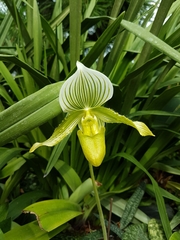 Paphiopedilum