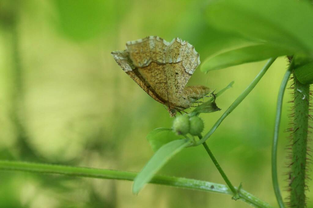 Little Thorn from 大地沢 on May 4, 2023 at 08:18 AM by 登坂久雄 · iNaturalist