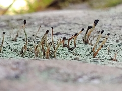 Pilophorus acicularis