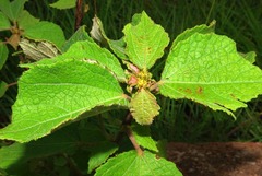 Triumfetta rhomboidea rhomboidea