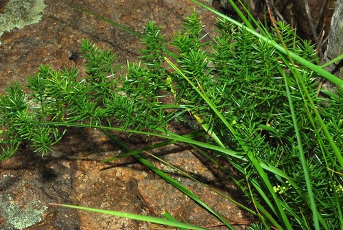 Asparagus minutiflorus image