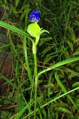 Commelina modesta