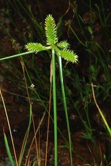 Cyperus cyperoides pseudoflavus