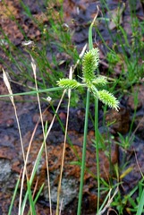 Cyperus cyperoides pseudoflavus