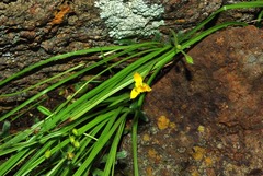 Hypoxis acuminata
