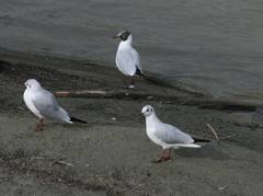 Chroicocephalus ridibundus