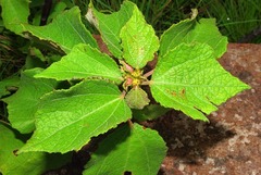 Triumfetta rhomboidea rhomboidea