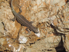 Scelarcis perspicillata