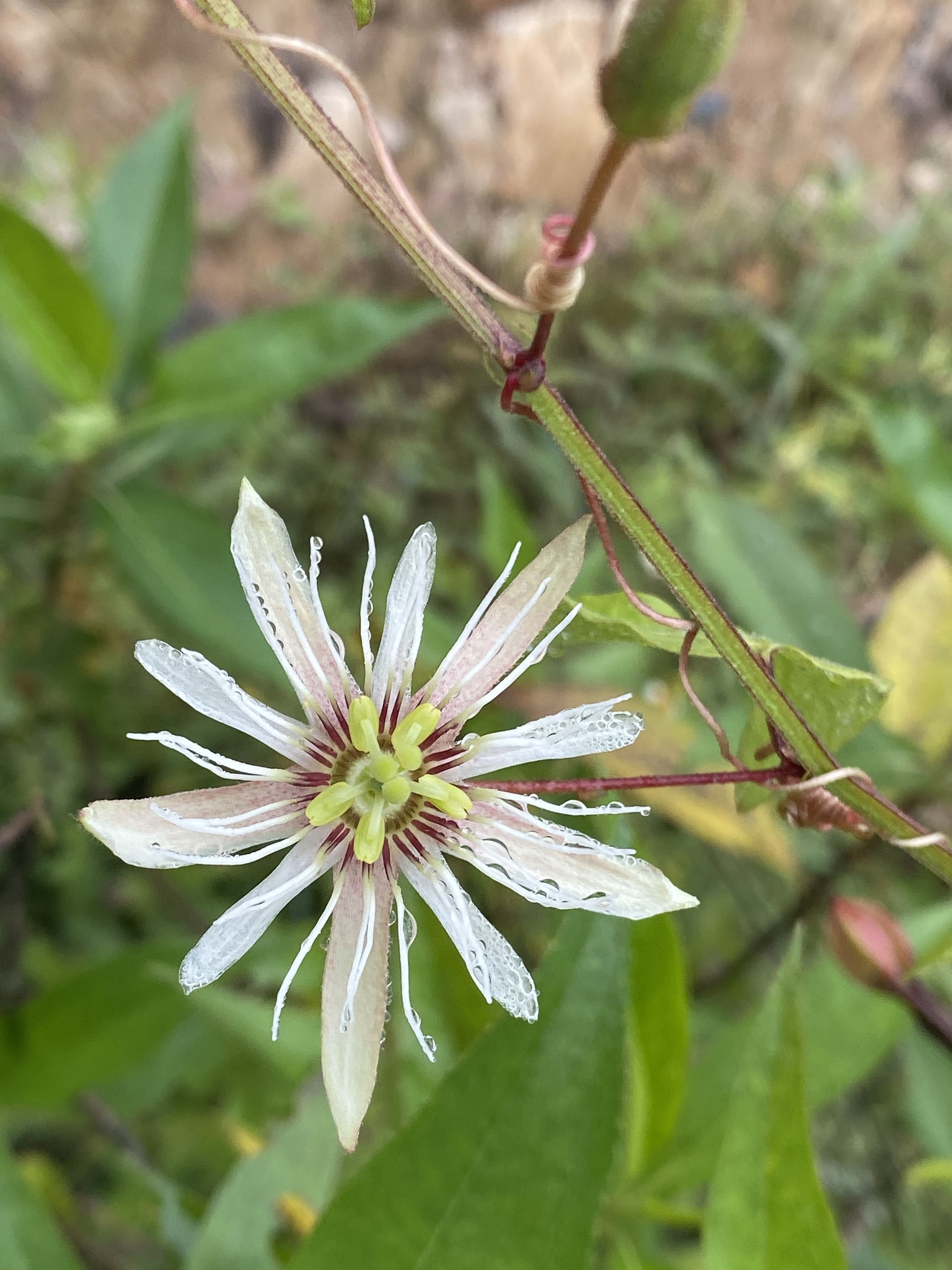 Passiflora cisnana image