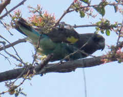 Poicephalus meyeri
