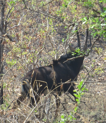 Hippotragus niger kirkii