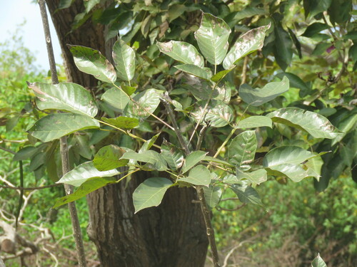 Tabebuia rosea