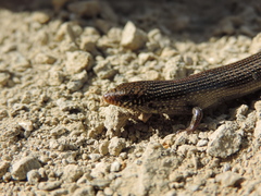 Chalcides parallelus