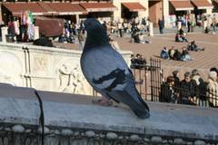 Columba livia domestica