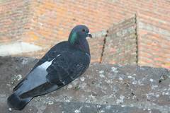 Columba livia domestica