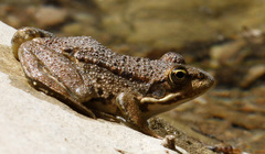 Pelophylax kurtmuelleri