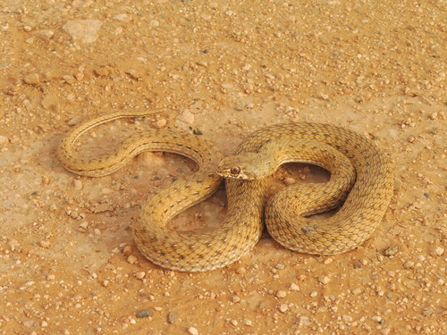 Eastern Montpellier Snake