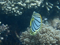 Chaetodon meyeri