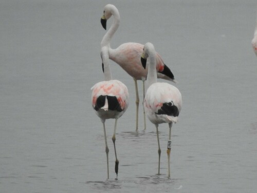 Andenflamingo (Phoenicoparrus andinus)