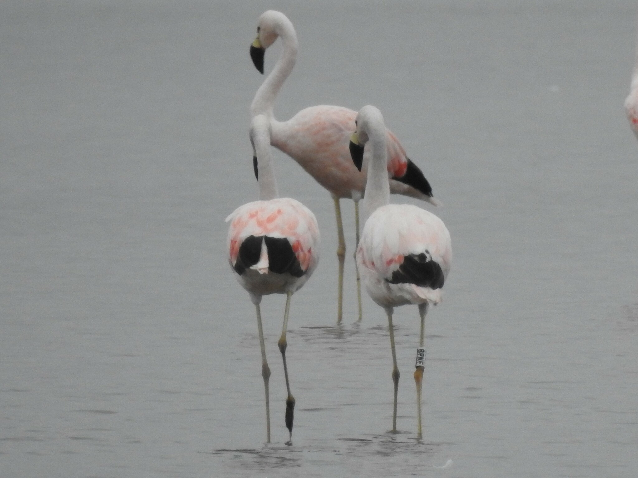 Andean Flamingo (Phoenicoparrus andinus)