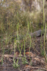 Pterostylis unicornis