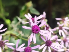 Pericallis webbii image