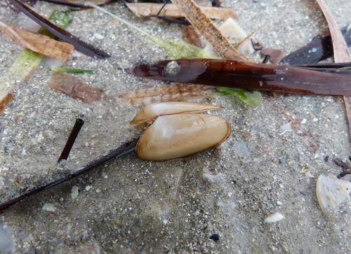 Paphies elongata