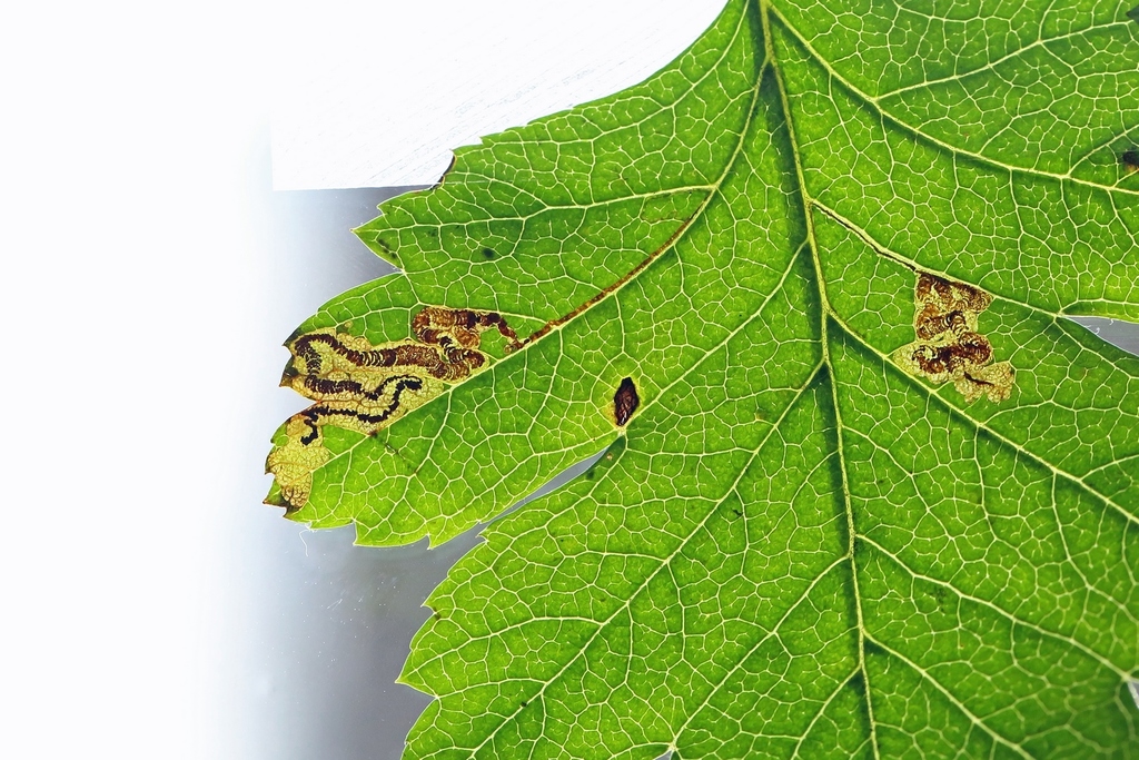 Common Thorn Pigmy