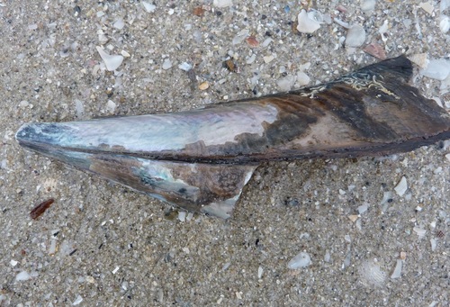 Pinna dolabrata