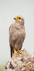 Falco ardosiaceus