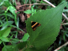 Choreutis basalis