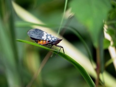 Lycorma olivacea