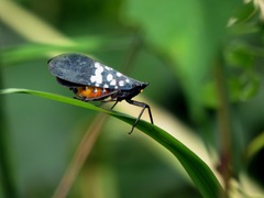 Lycorma olivacea