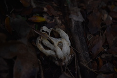 Blumenavia angolensis