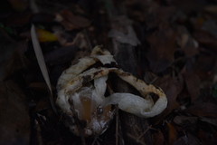 Blumenavia angolensis