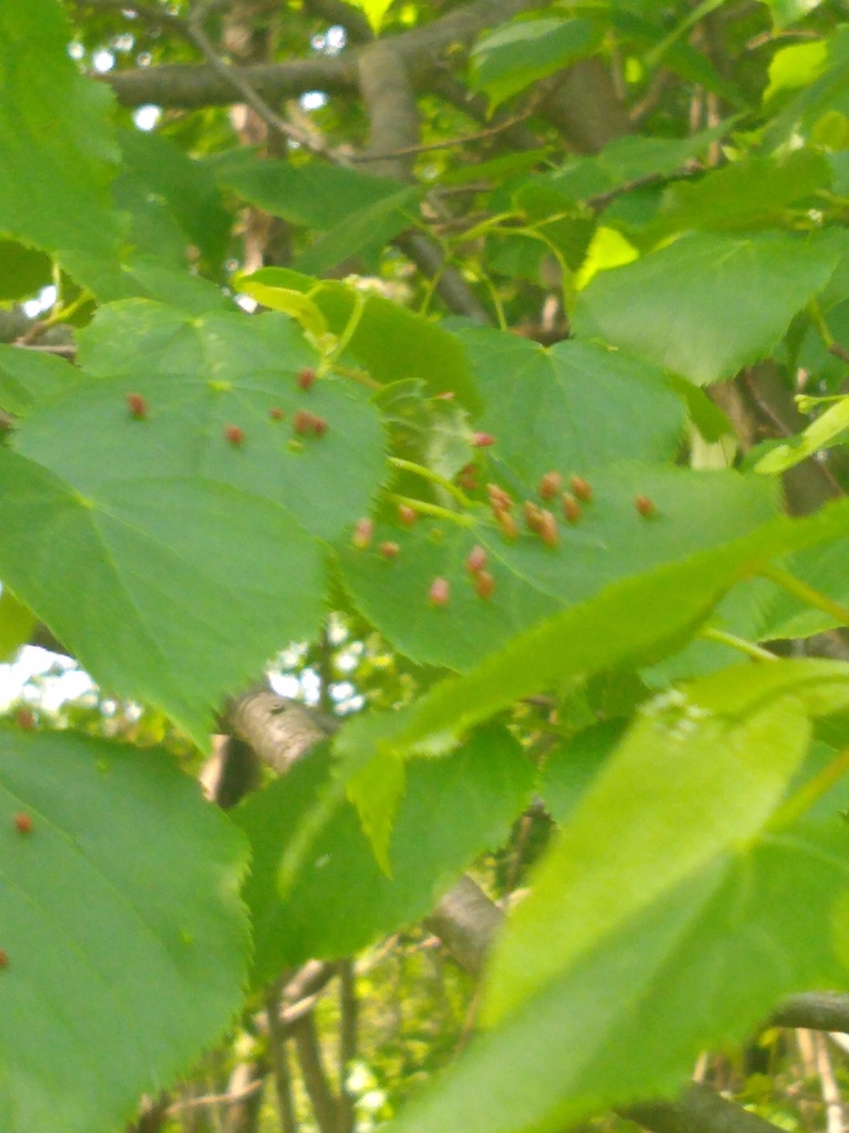 Red Nail Gall Mite from Sawmill Brook Pkwy Spiers Rd, Newton, MA