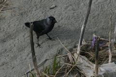 Corvus monedula