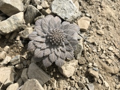 Notothlaspi rosulatum