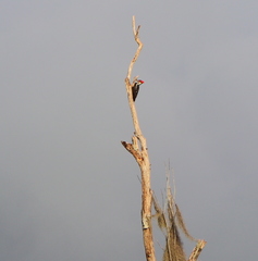 Dryocopus pileatus image